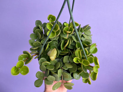 Peperomia "Hope" - 8"