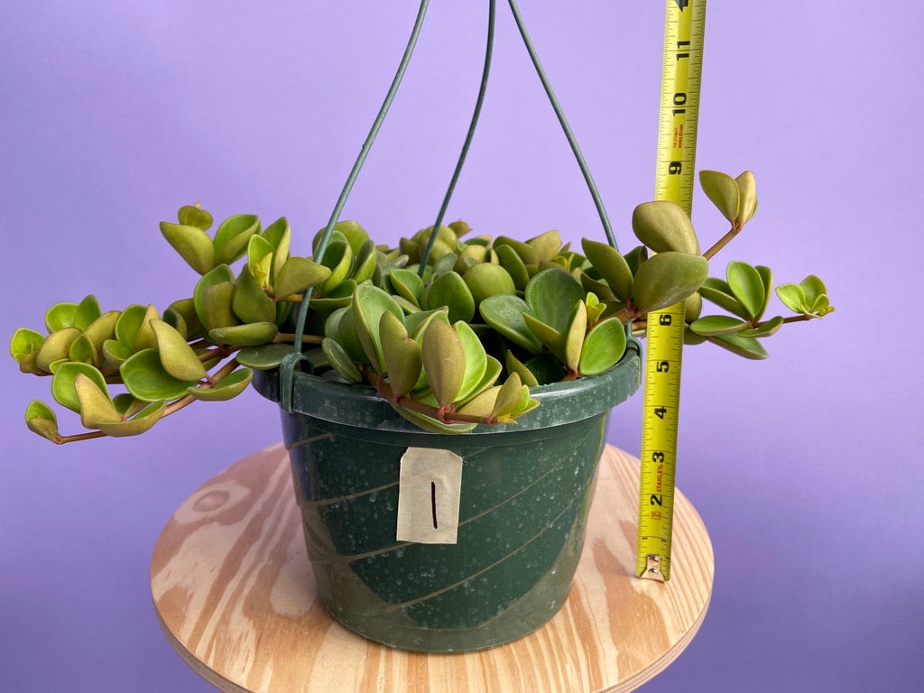 Peperomia "Hope" - 8"