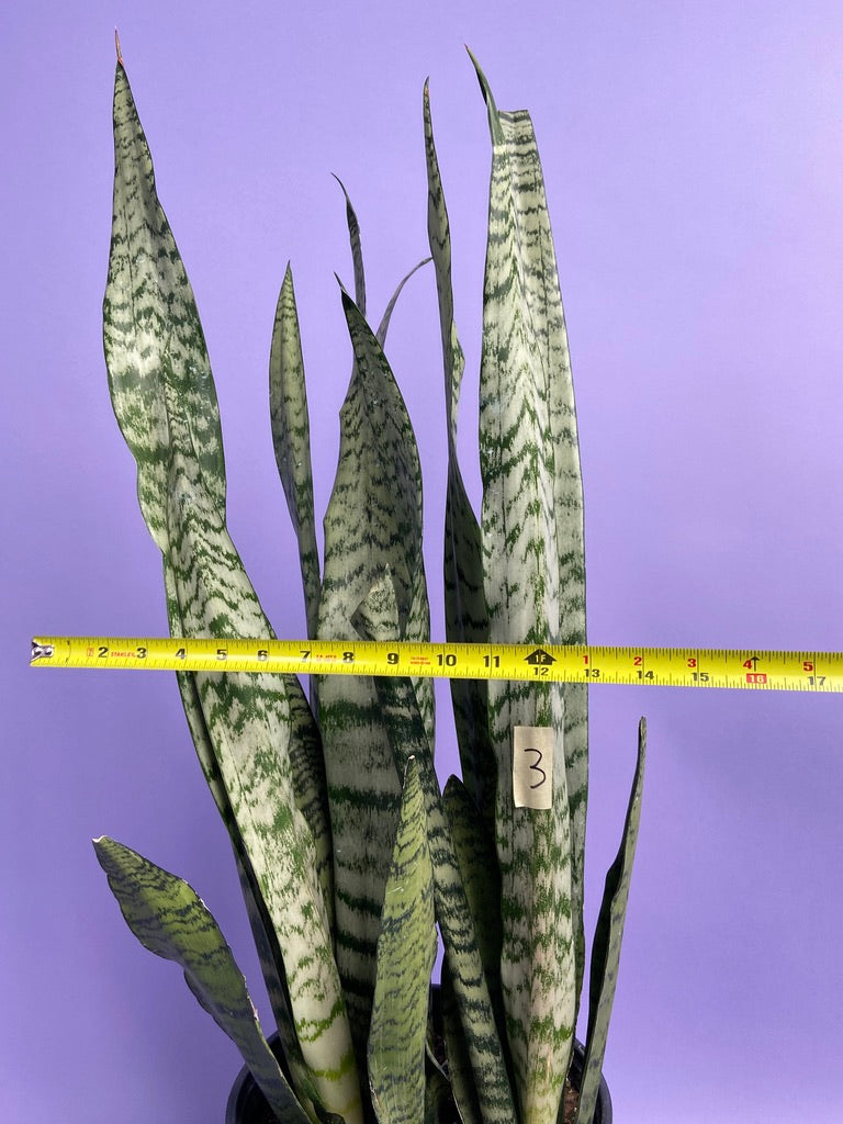 Sansevieria Zeylanica (Snake Plant) - 10" Pot