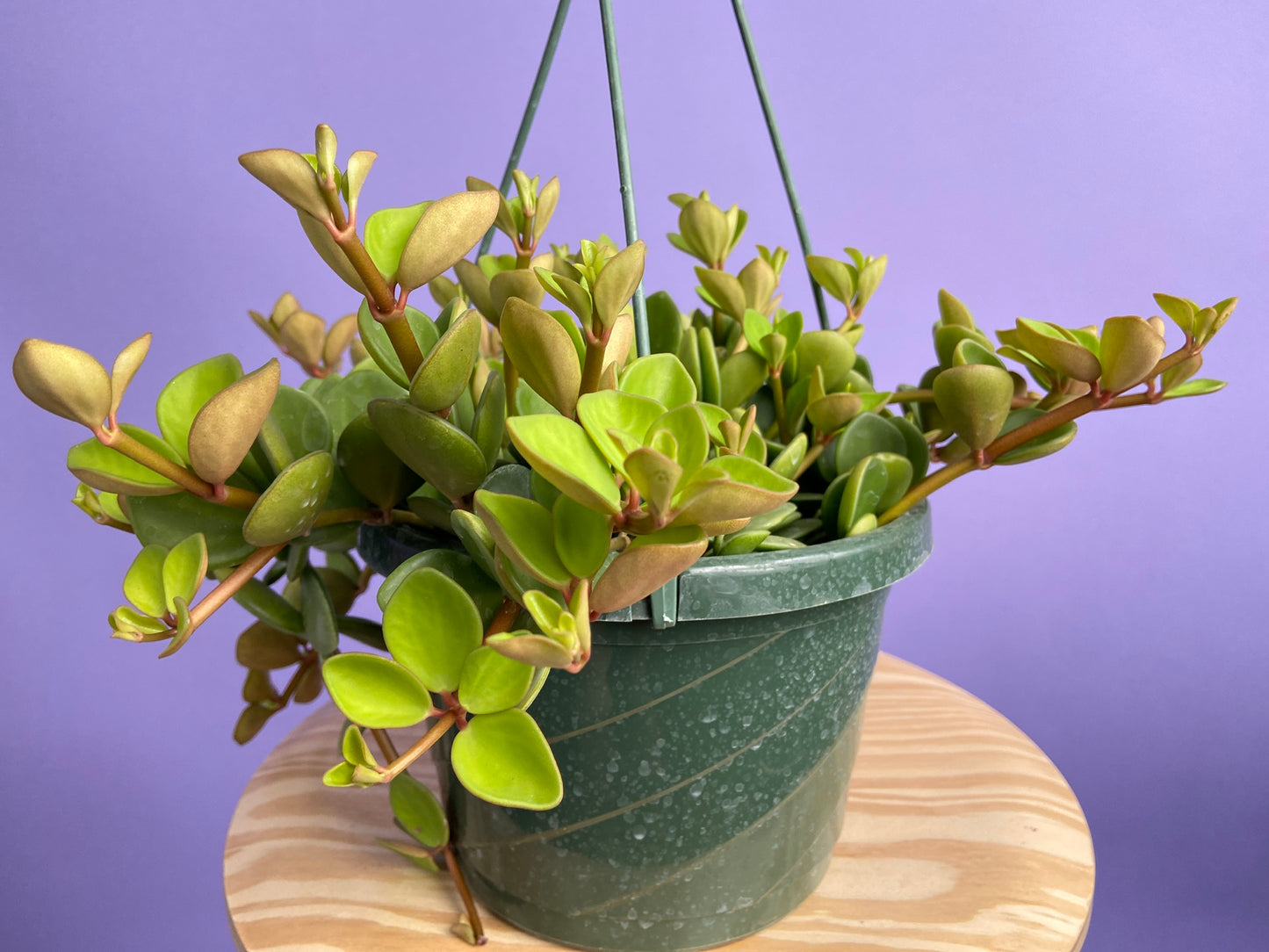 Peperomia "Hope" - 8"