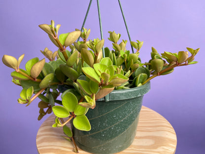 Peperomia "Hope" - 8"