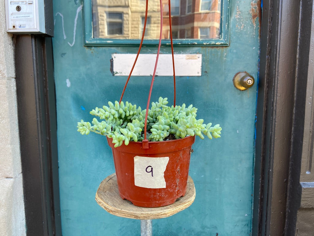 Sedum Burro's Tail - 6"