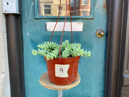 Sedum Burro's Tail - 6"