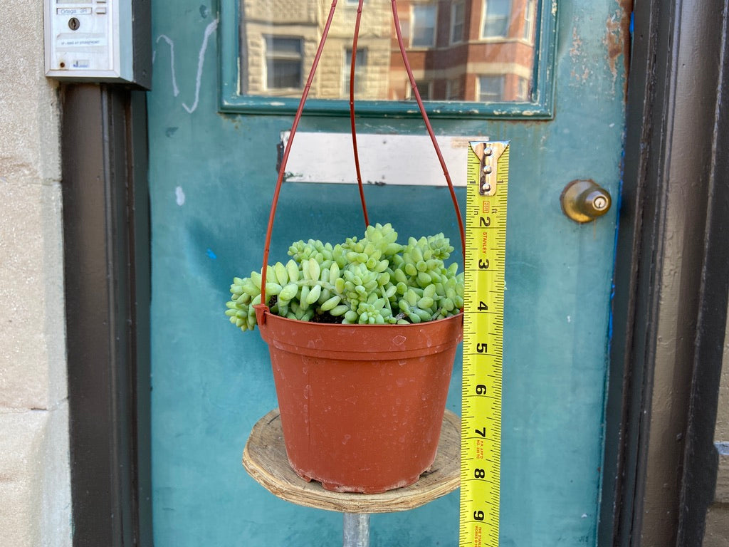 Sedum Burro's Tail - 6"