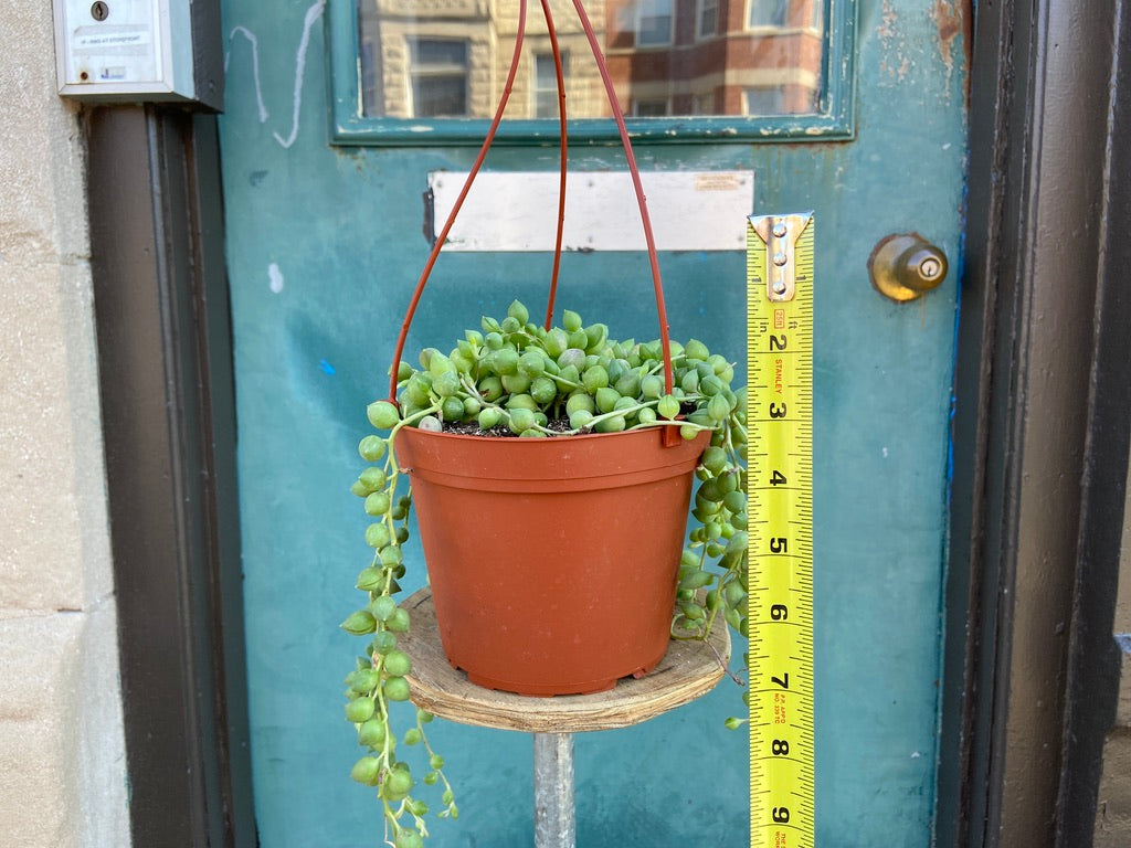String of Pearls (Hanging Basket) - 6"