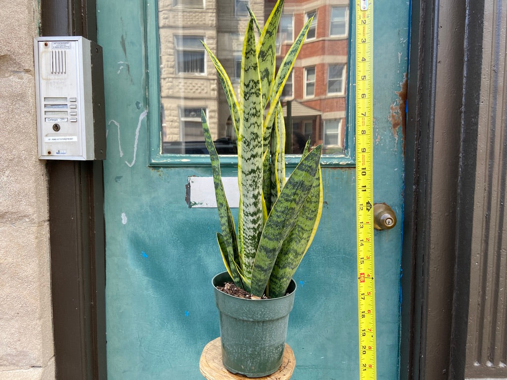 Sansevieria Laurentii (Snake Plant) - 6" Pot