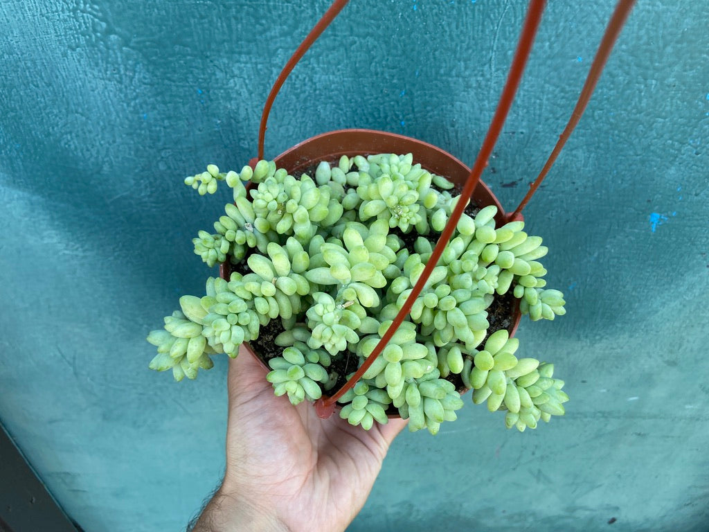 Sedum Burro's Tail - 6"