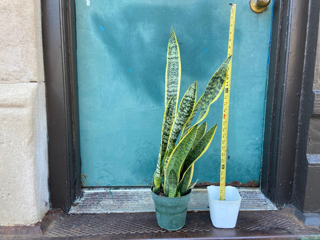 Sansevieria Laurentii (Snake Plant) - 6" Pot