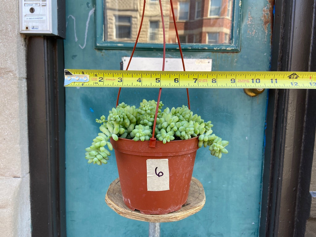 Sedum Burro's Tail - 6"