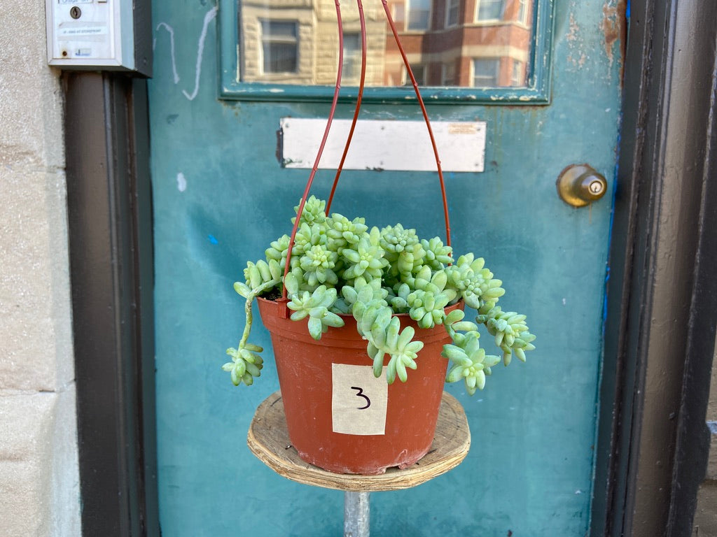 Sedum Burro's Tail - 6"