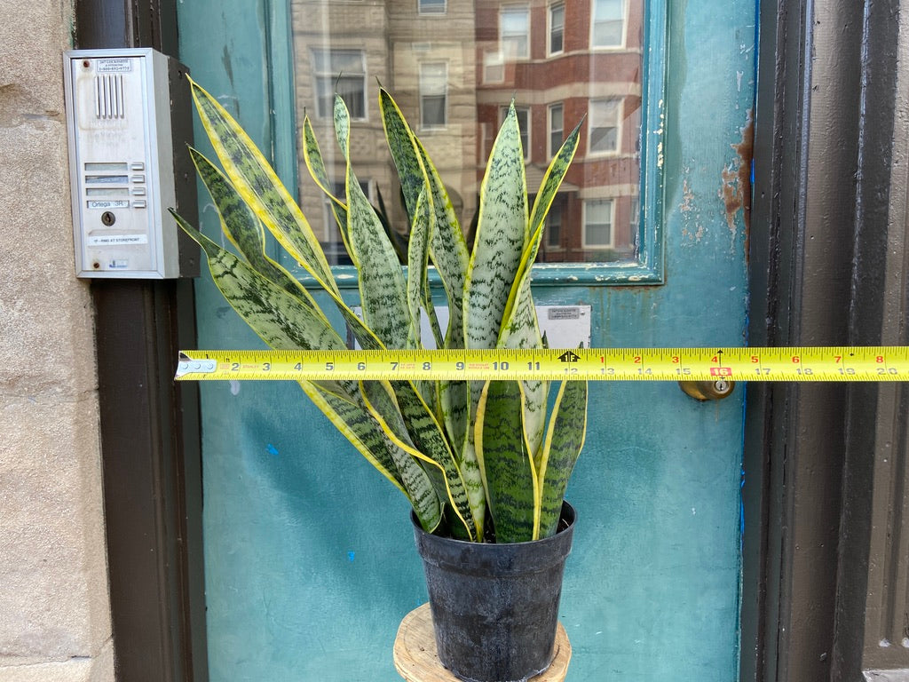 Sansevieria Laurentii (Snake Plant) - 6" Pot
