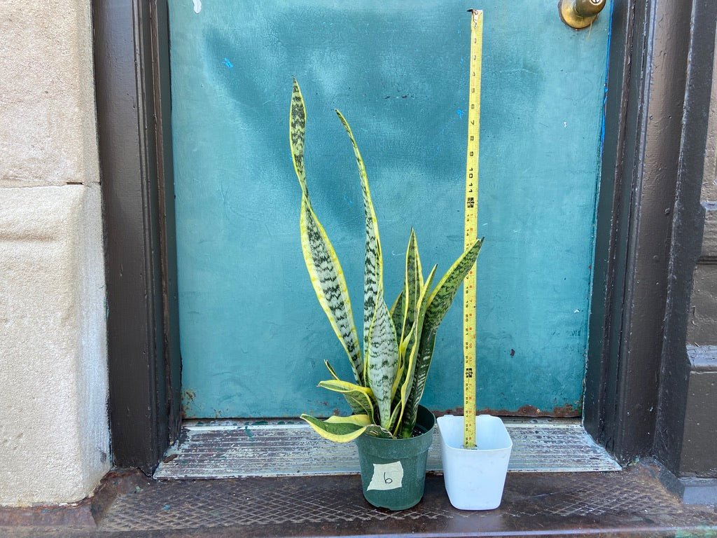 Sansevieria Laurentii (Snake Plant) - 6" Pot