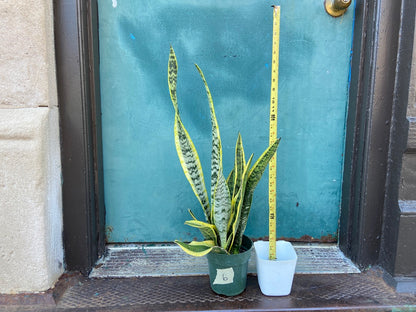 Sansevieria Laurentii (Snake Plant) - 6" Pot