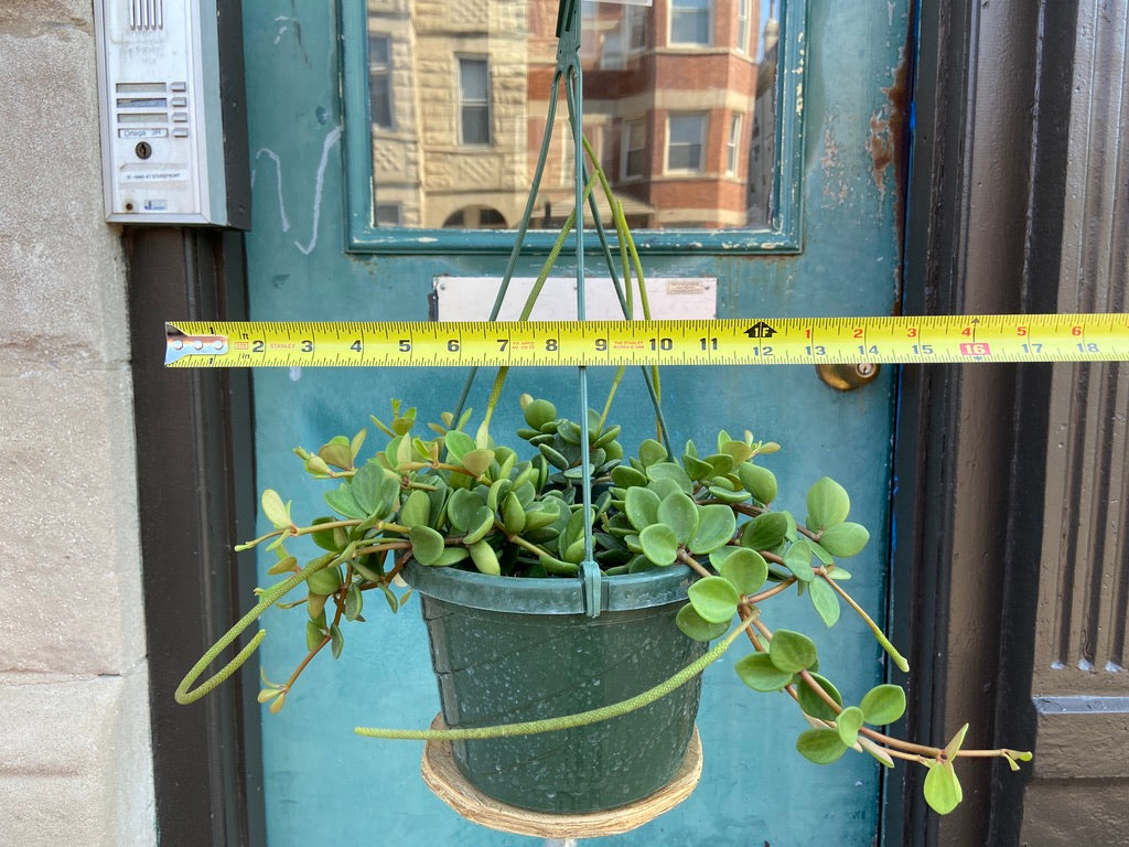 Peperomia "Hope" - 8"