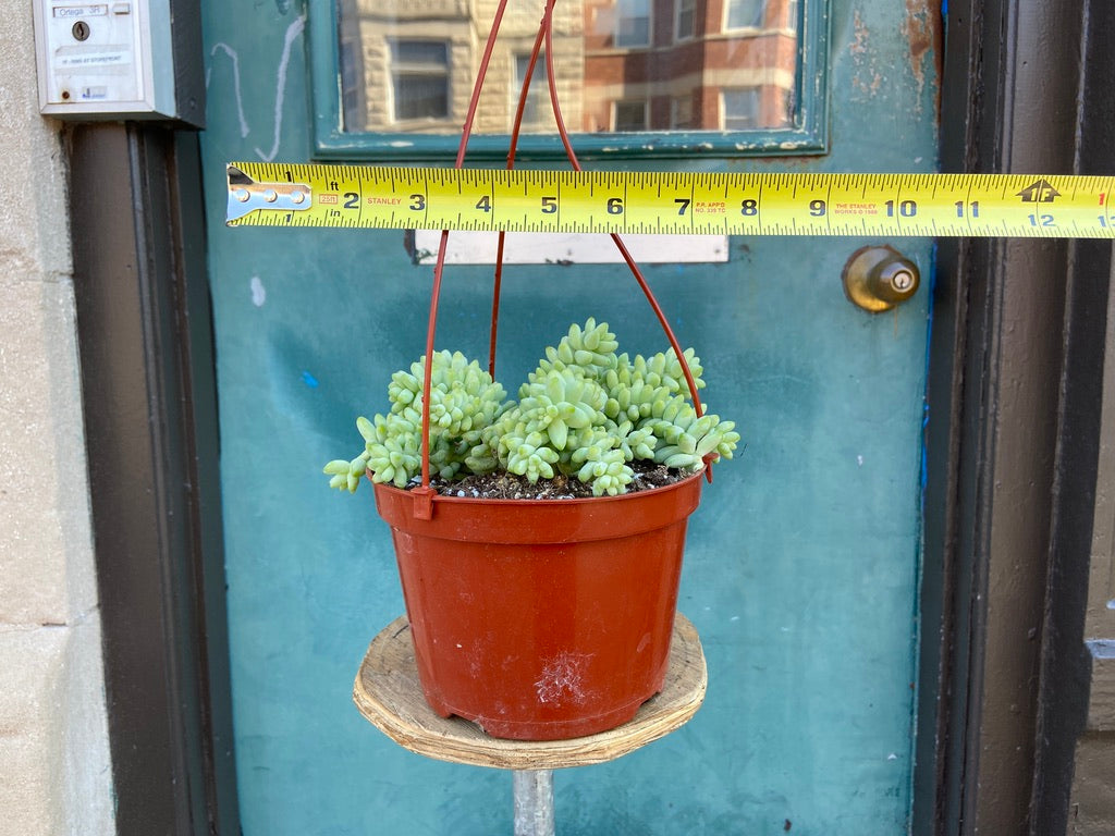 Sedum Burro's Tail - 6"