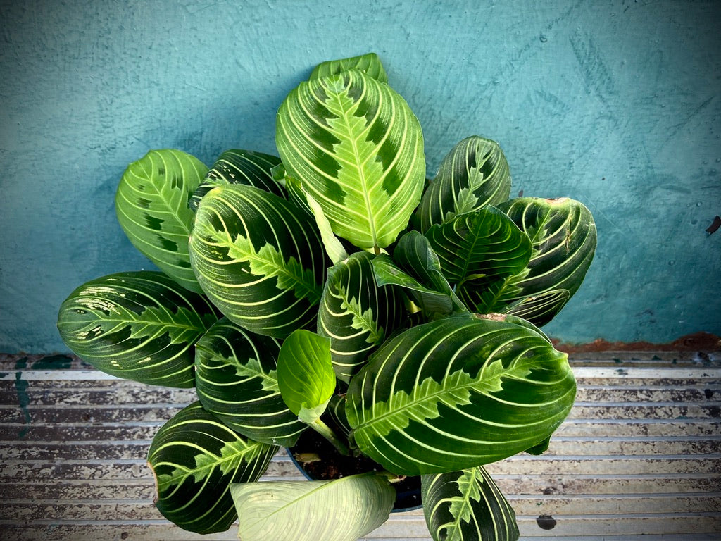 Maranta "Lemon Lime" - 6"