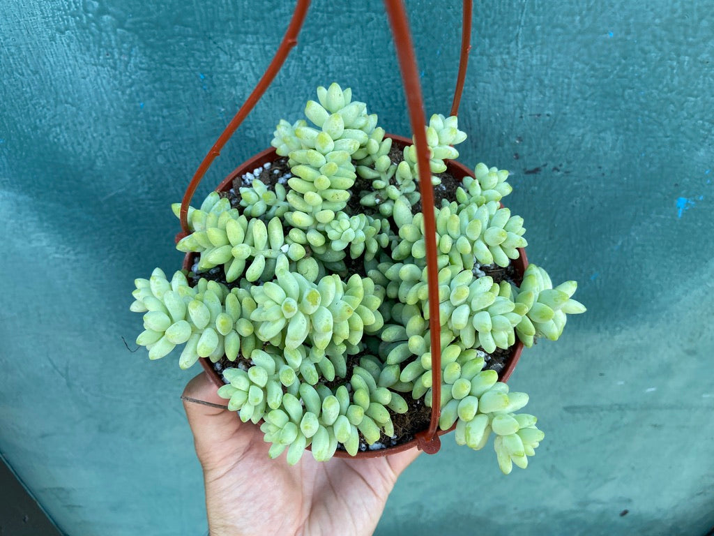 Sedum Burro's Tail - 6"