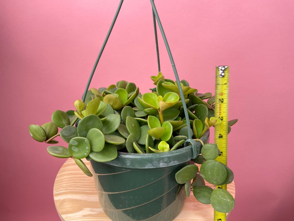 Peperomia "Hope" - 8"