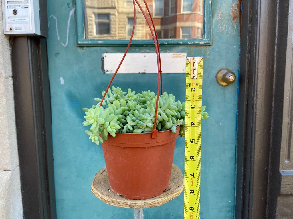 Sedum Burro's Tail - 6"