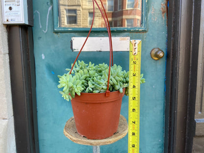 Sedum Burro's Tail - 6"