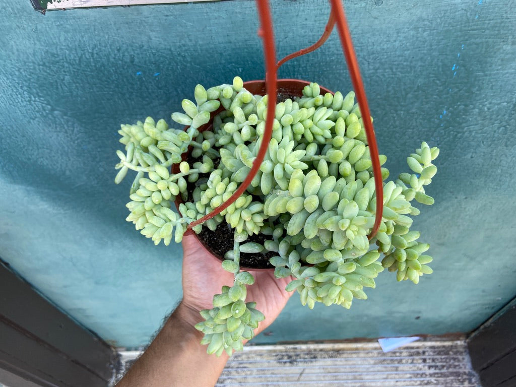 Sedum Burro's Tail - 6"