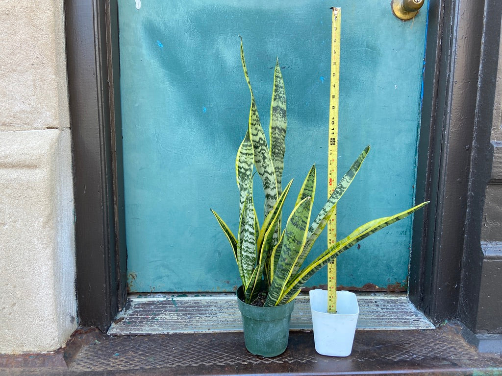 Sansevieria Laurentii (Snake Plant) - 6" Pot