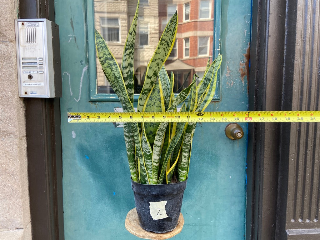 Sansevieria Laurentii (Snake Plant) - 6" Pot