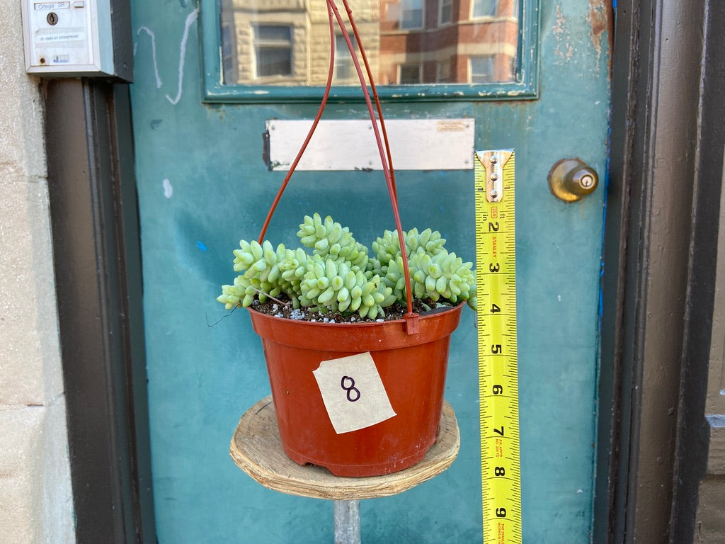 Sedum Burro's Tail - 6"