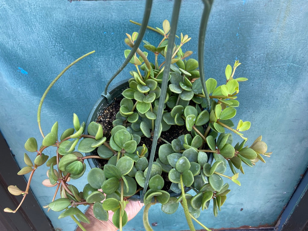 Peperomia "Hope" - 8"