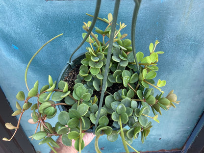 Peperomia "Hope" - 8"