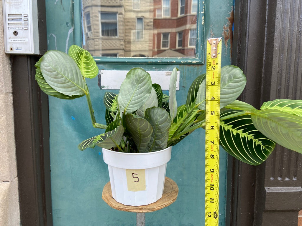 Maranta "Lemon Lime" - 6"