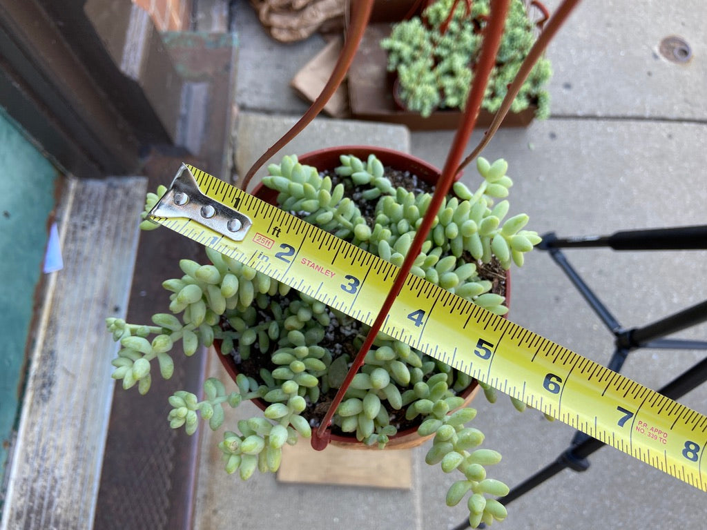 Sedum Burro's Tail - 6"