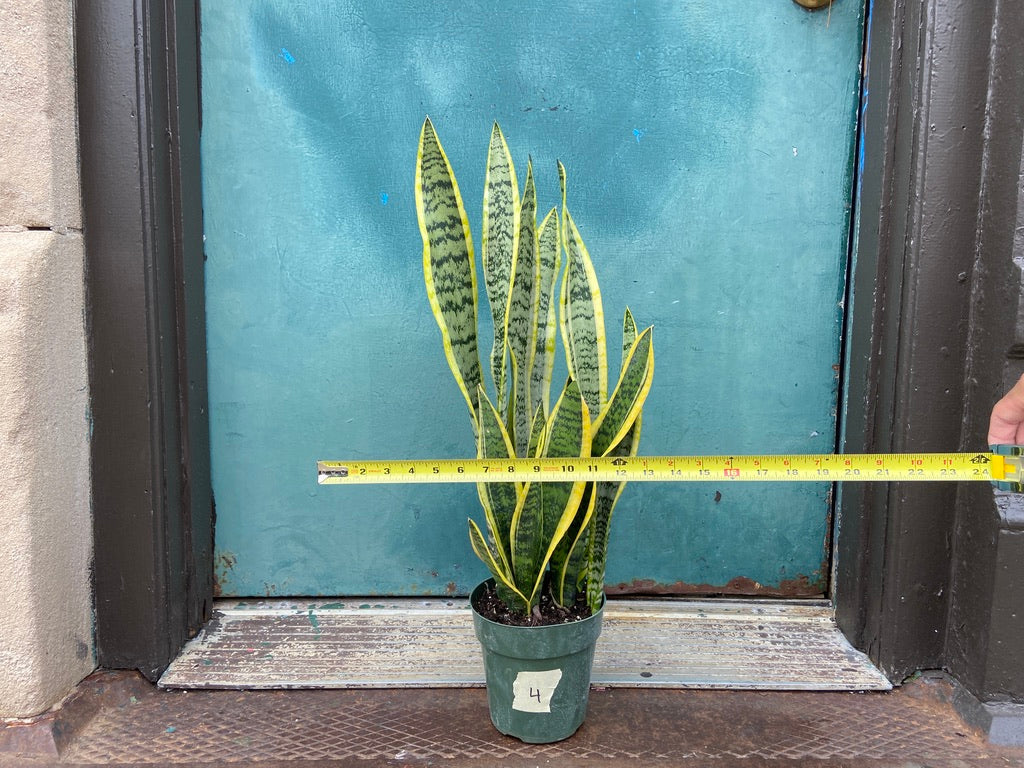 Sansevieria Laurentii (Snake Plant) - 6" Pot