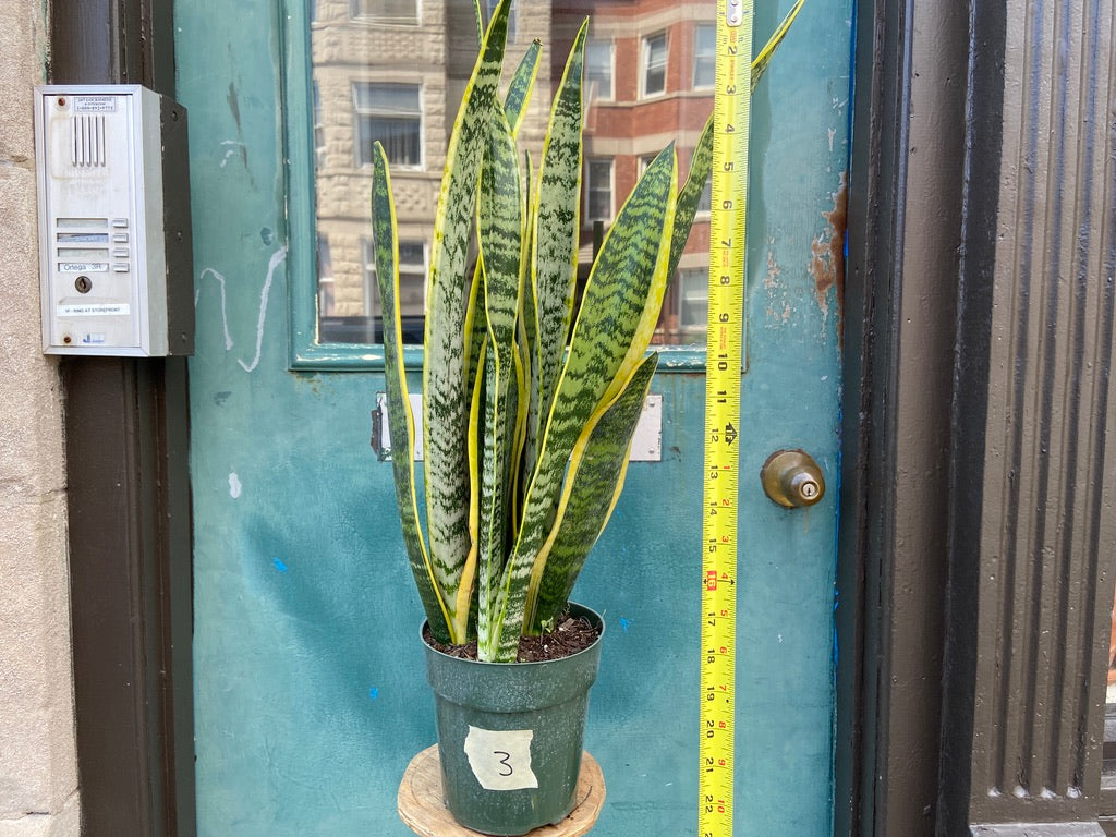 Sansevieria Laurentii (Snake Plant) - 6" Pot
