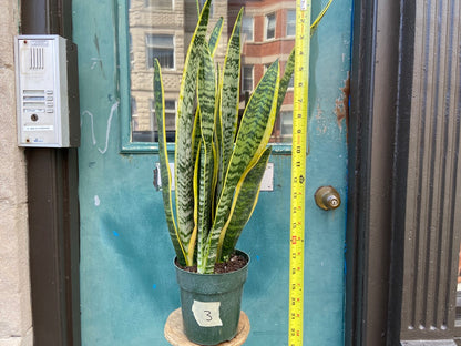 Sansevieria Laurentii (Snake Plant) - 6" Pot