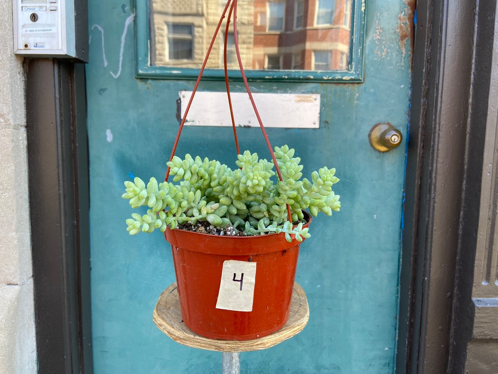 Sedum Burro's Tail - 6"