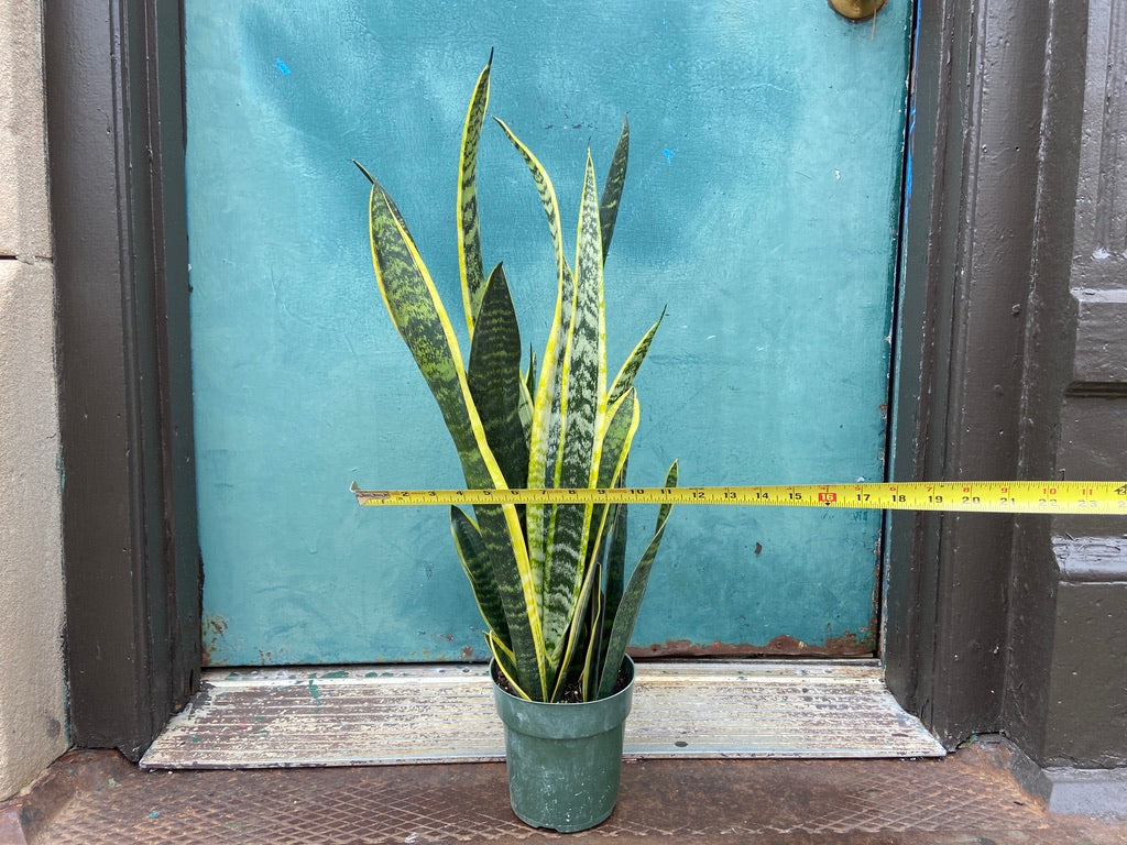 Sansevieria Laurentii (Snake Plant) - 6" Pot
