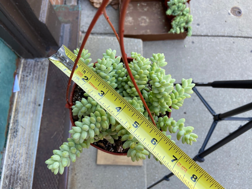 Sedum Burro's Tail - 6"