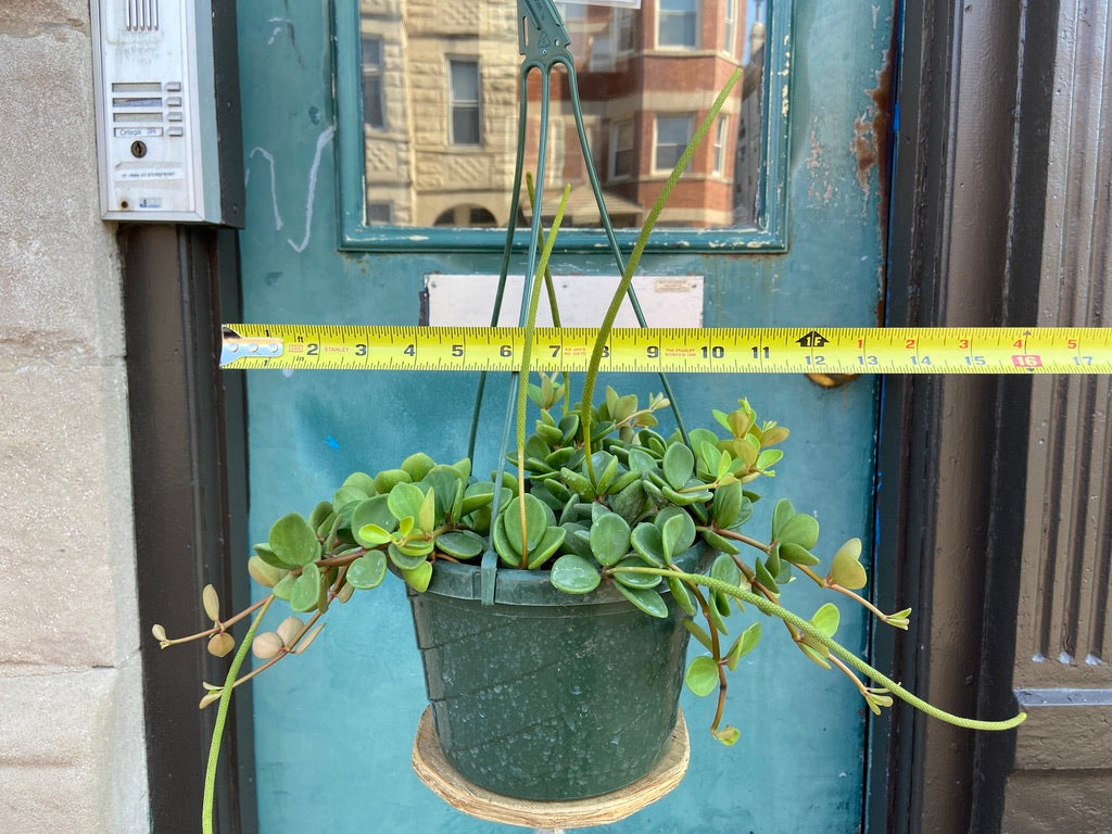 Peperomia "Hope" - 8"