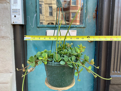 Peperomia "Hope" - 8"