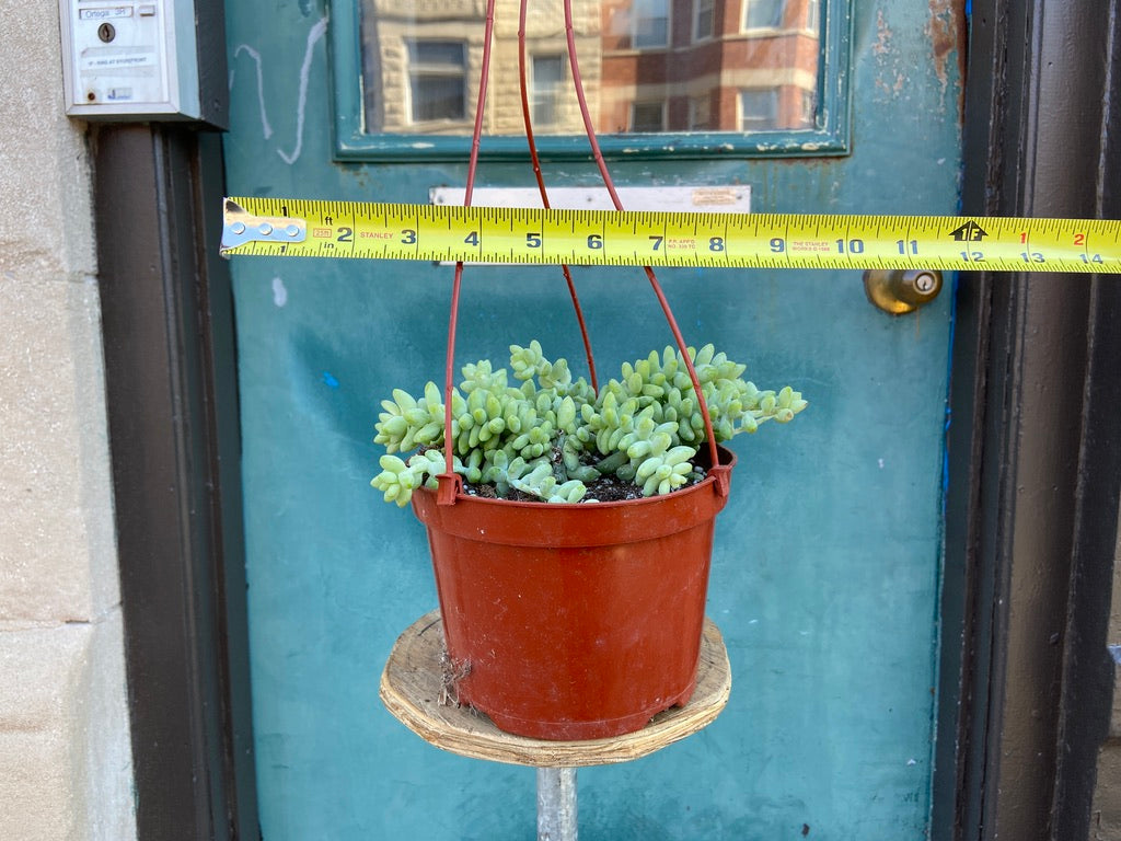 Sedum Burro's Tail - 6"