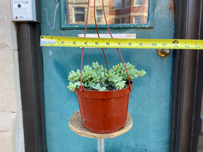 Sedum Burro's Tail - 6"
