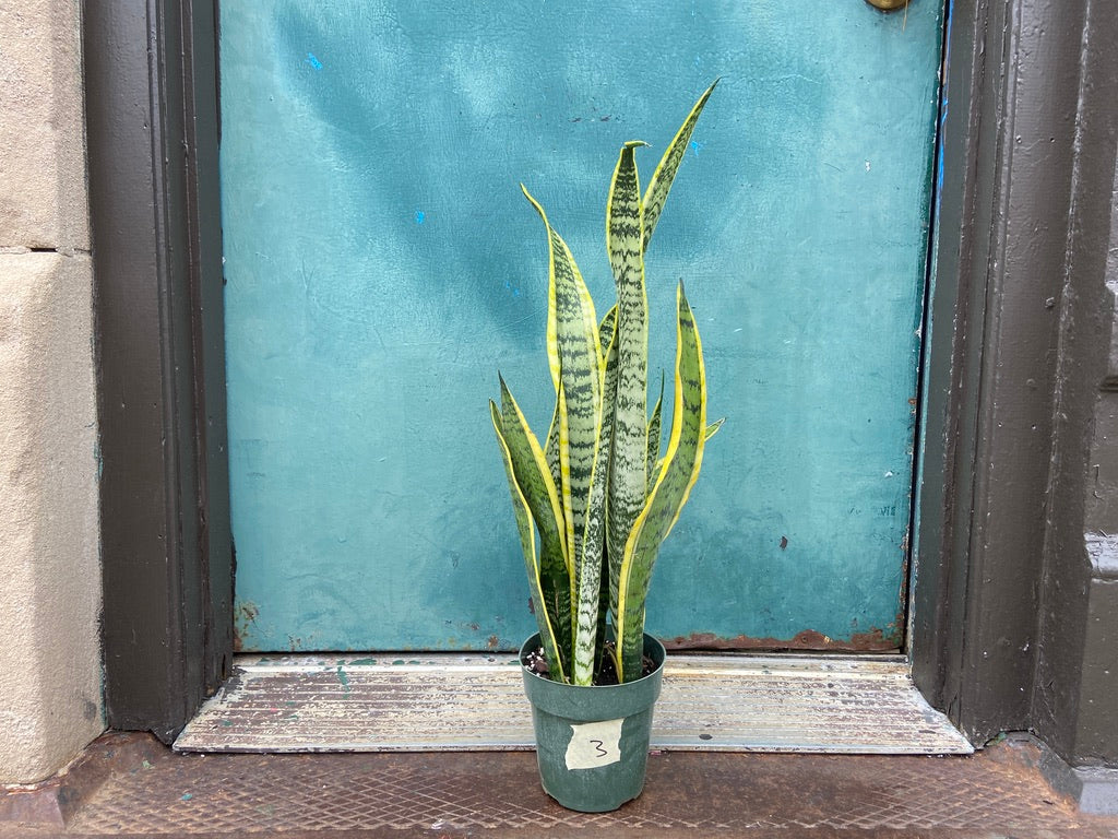 Sansevieria Laurentii (Snake Plant) - 6" Pot