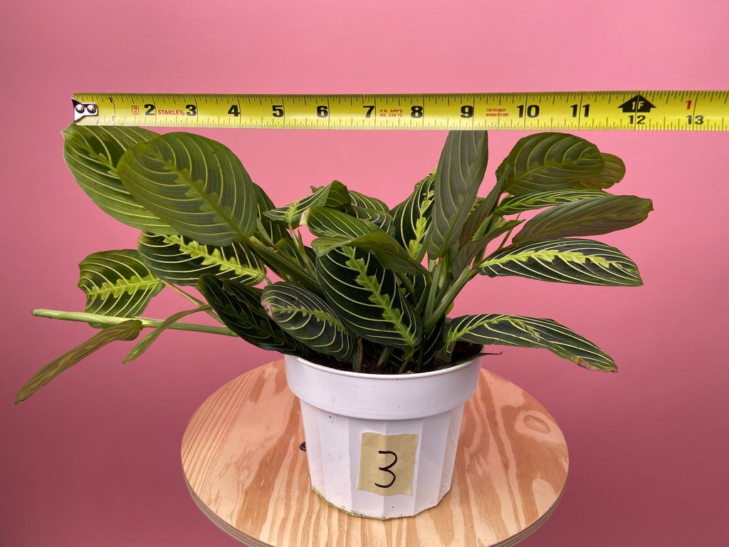 Maranta "Lemon Lime" - 6"