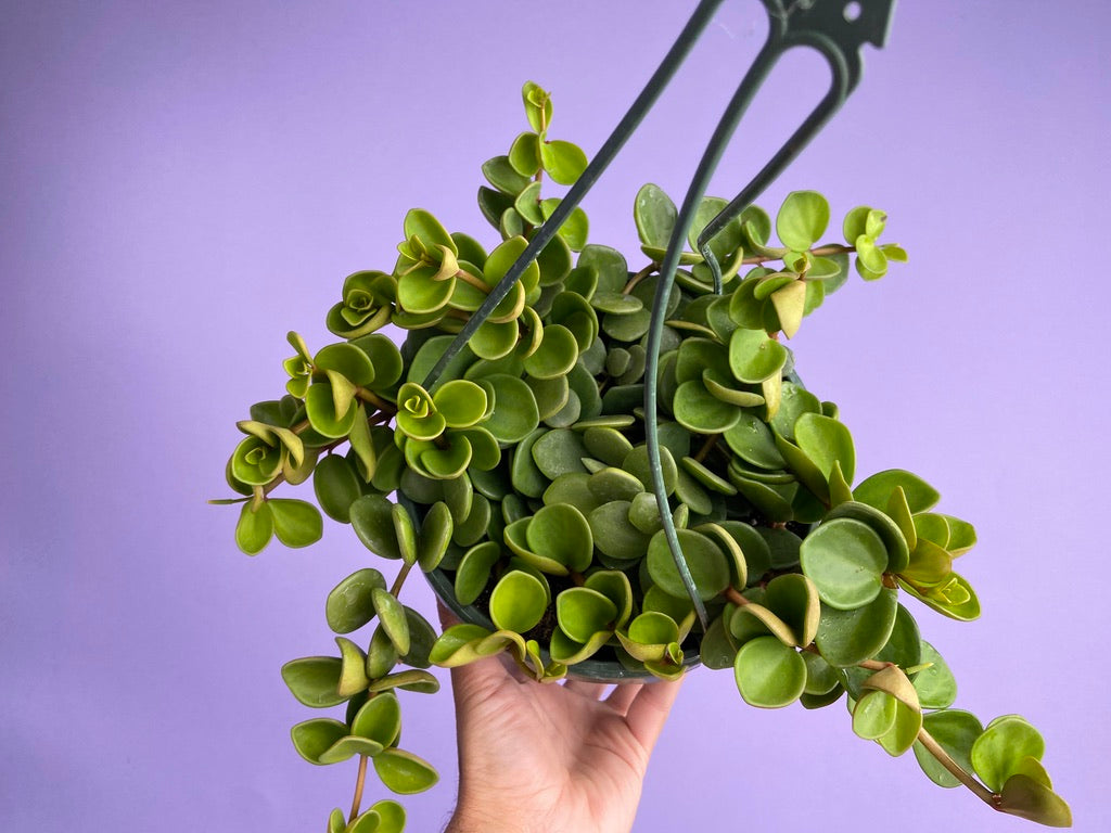 Peperomia "Hope" - 8"