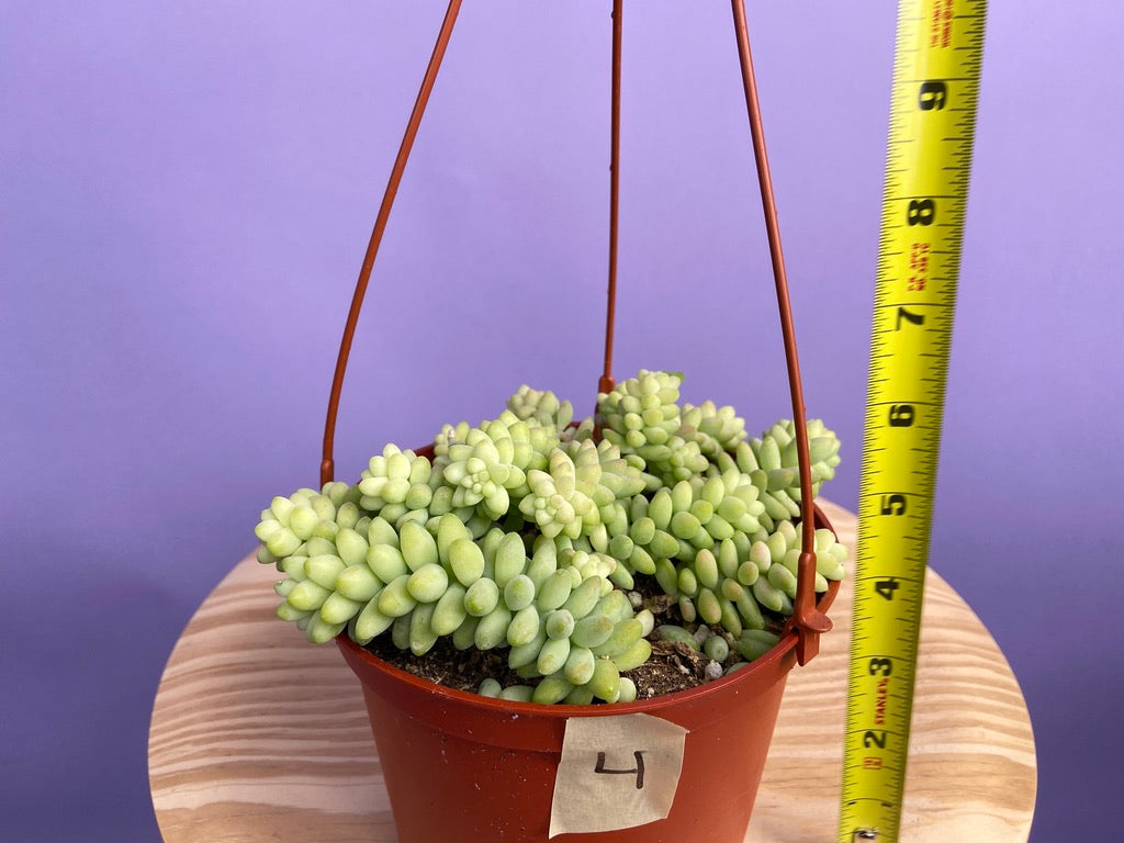 Sedum Burro's Tail - 6"