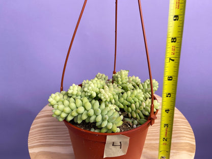 Sedum Burro's Tail - 6"