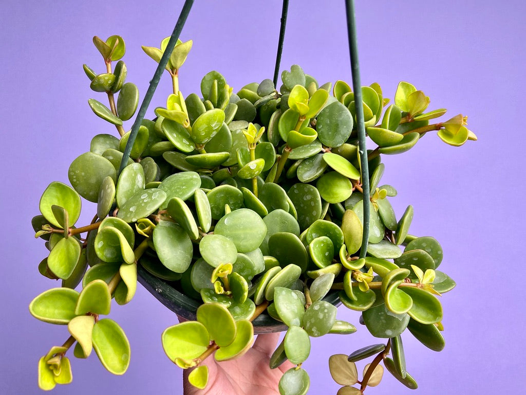 Peperomia "Hope" - 8"