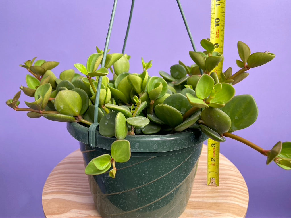 Peperomia "Hope" - 8"