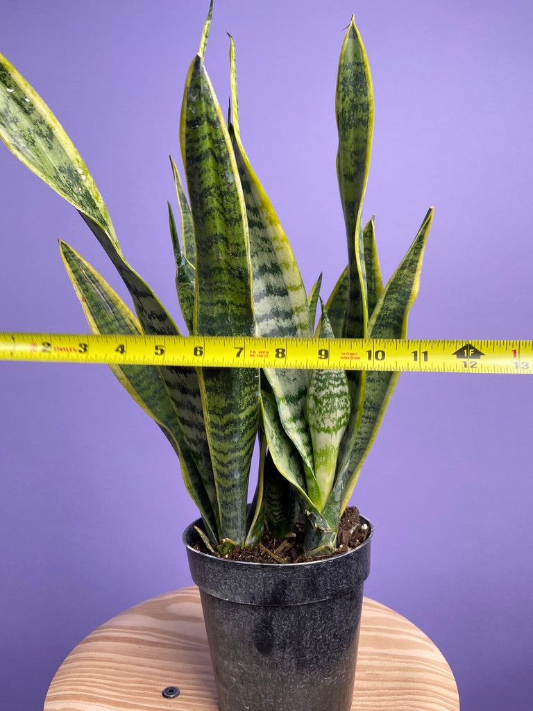 Sansevieria Laurentii (Snake Plant) - 6" Pot